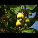 Cashewfrüchte